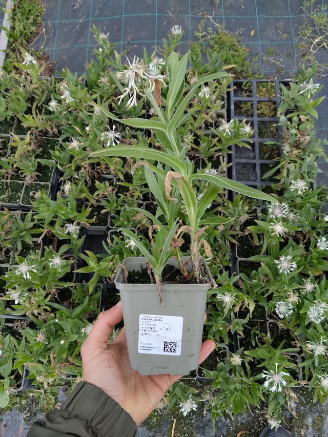 Chrpa Alba - 13. 5. 2026