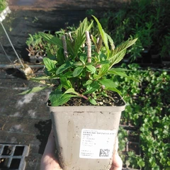 Planta