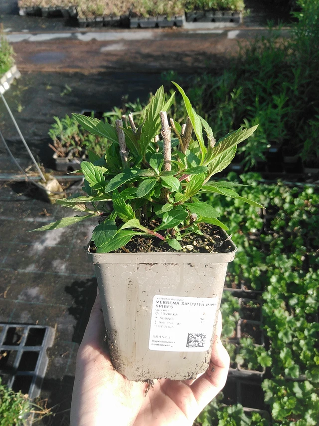 Verbena Pink Spires - 22. 7. 2026