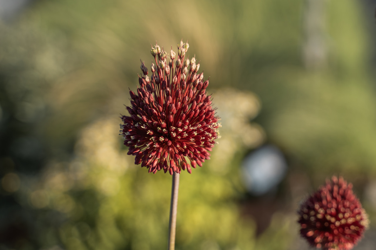 Česnek Red Mohican , Loukykvět