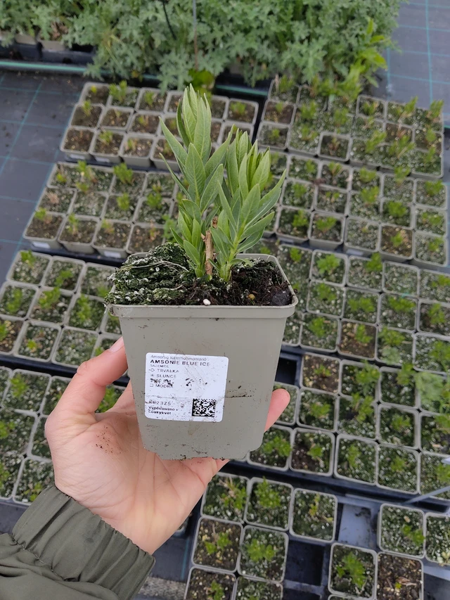 Amsonia Blue Ice - 13. 5. 2026