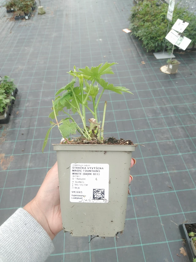 Jaloritarinkannus Magic Fountains White (Dark Bee) - 3. 6. 2026