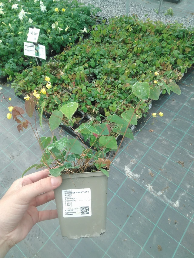 Elfenbloem Sunny and Share - 2. 6. 2026