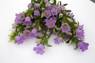 Campanulas