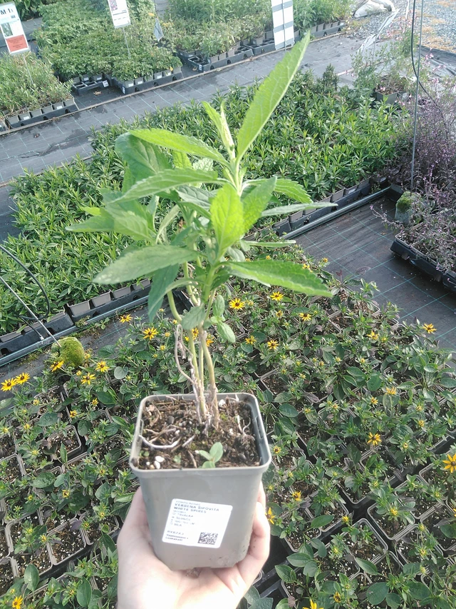 Siniverbena White Spires - 22. 7. 2026
