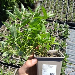 Plant