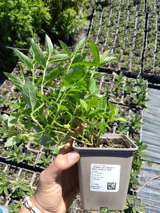 Campanule laiteuse Prichard's Var. - 12. 8. 2026