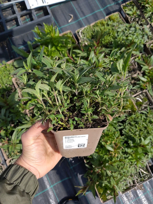 Monarda punctata - 13. 5. 2026