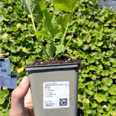 Jeune plant