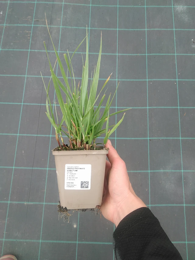 Virginianhirssi Strictum - 3. 6. 2026