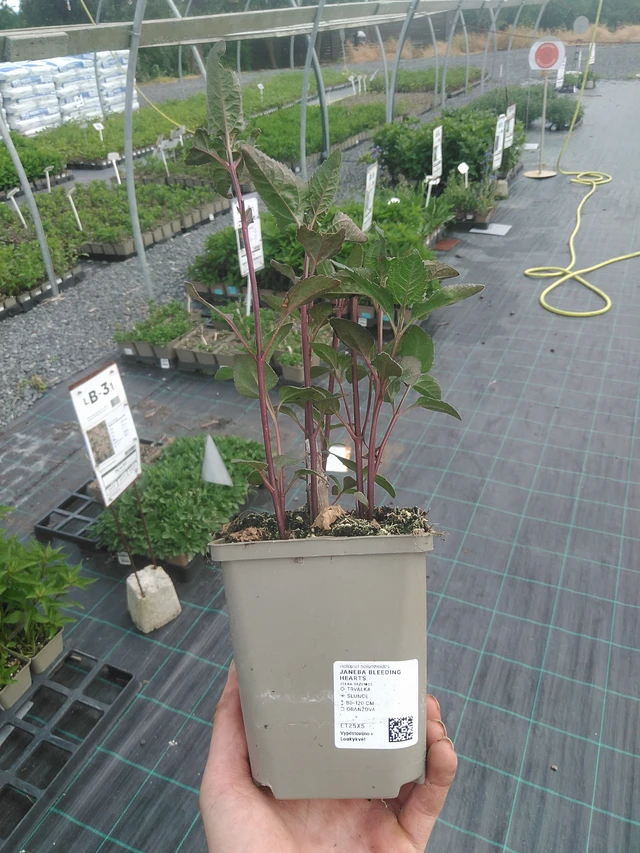 Zonneoog Bleeding Hearts - 2. 6. 2026