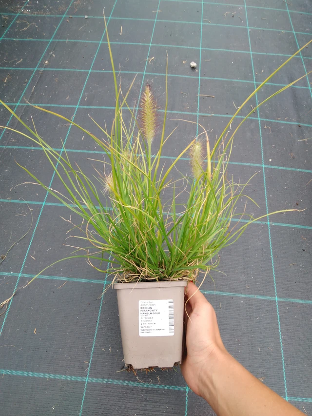 Pennisetum Hameln Gold - 10. 9. 2025