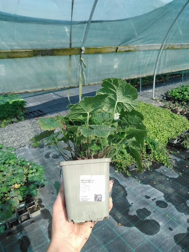 Sirdsveida tiarella - 13. 7. 2026