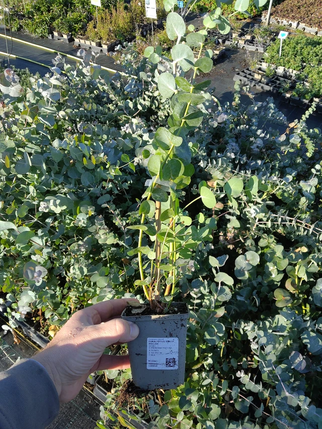 Eucalyptus Silver Dollar - 30. 9. 2026
