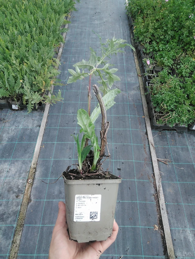 Echinops Star Frost - 21. 7. 2026