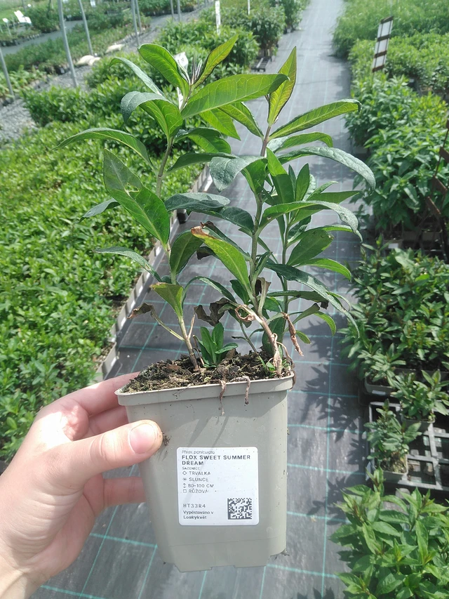 Phlox Sweet Summer Dream - 2. 6. 2026