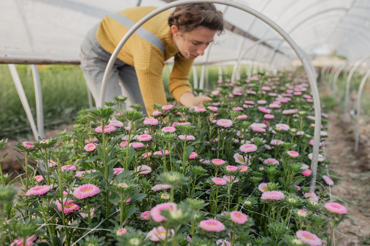 Reine-marguerite Matsumoto Pink, Loukykvět