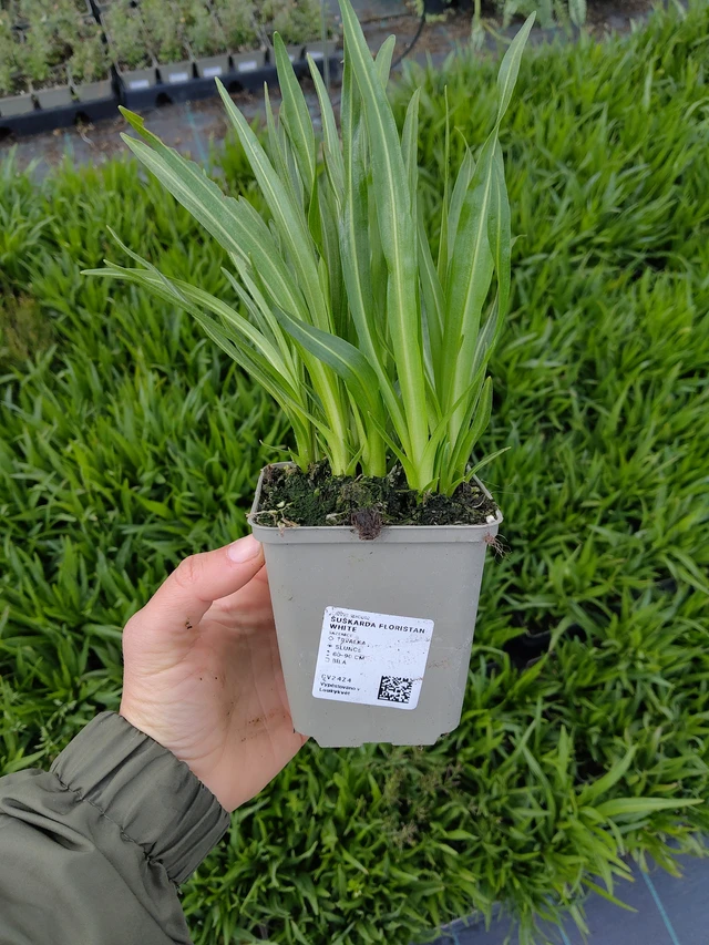 Liatris Floristan White - 13. 5. 2026