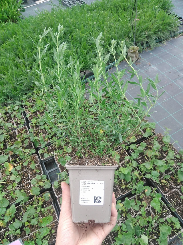 Yzop lékařský Albus - 21. 7. 2026
