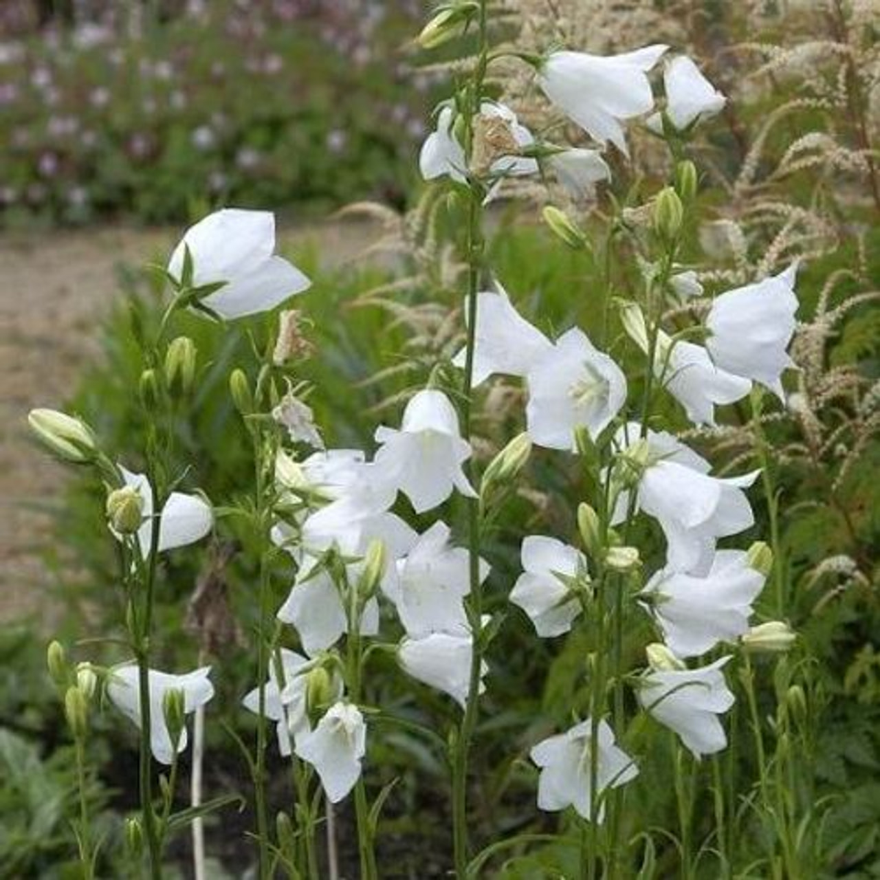 Zvonek Grandiflora Alba, Loukykvět