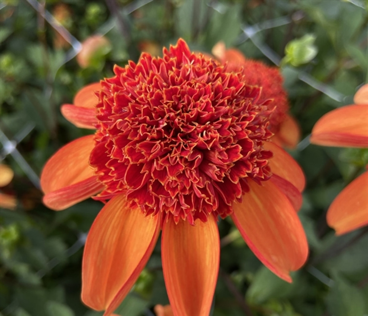 Dahlia Josie, Loukykvět