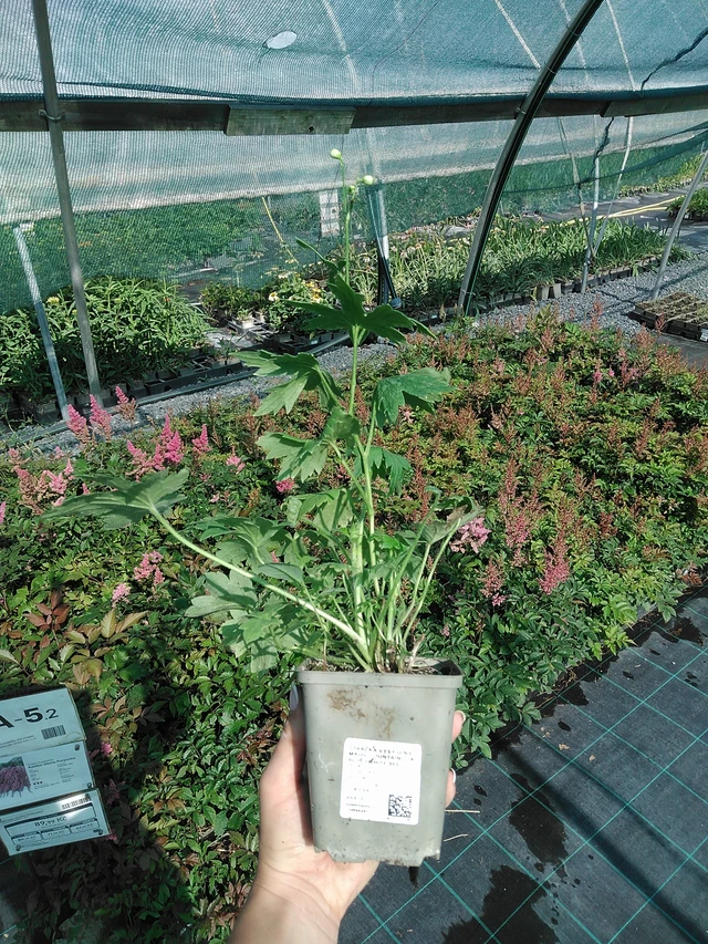 Augstais gaiļpiesis Magic Fountains Sky Blue (White Bee) - 13. 7. 2026
