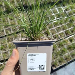 Setzling