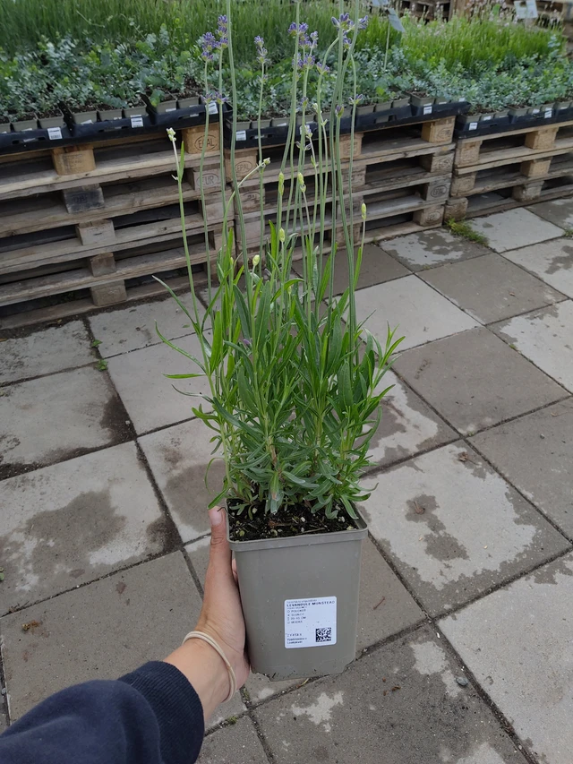 Lavender Munstead - 11. 6. 2026