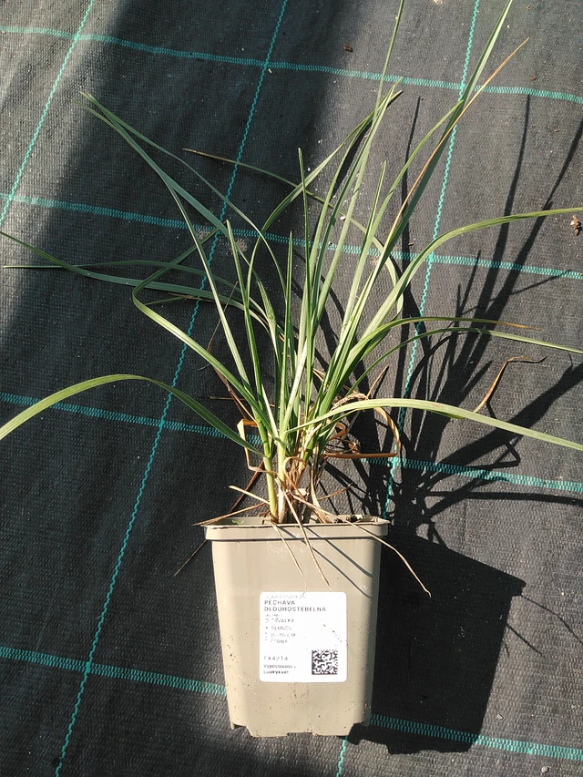 Sesleria heufleriana - 16. 7. 2026