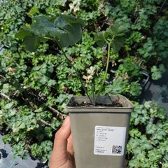 Palánta