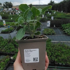 Planta