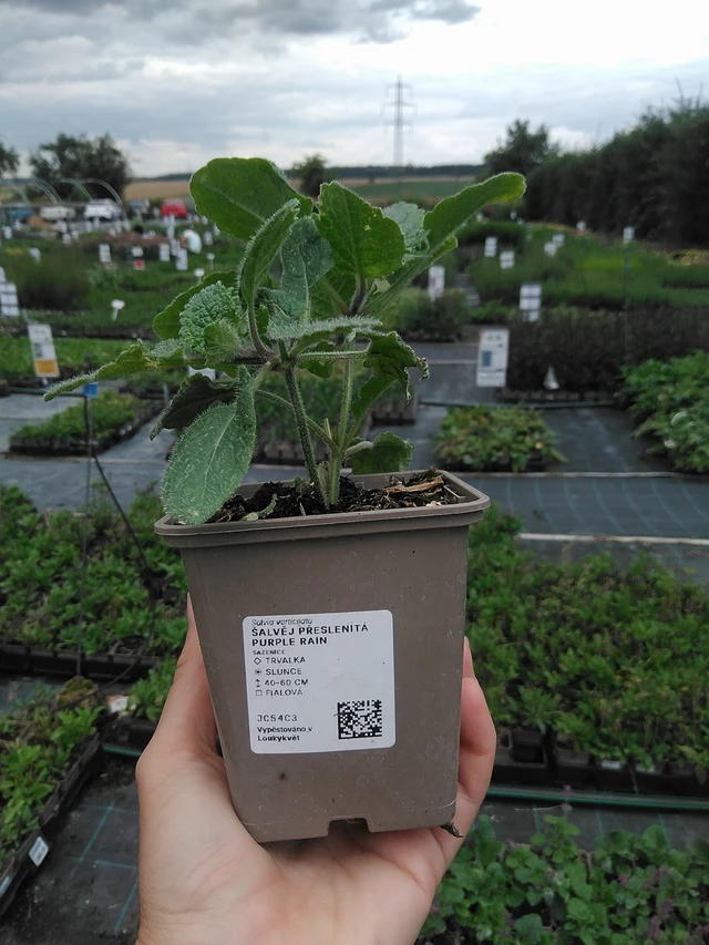 Salvia verticillata Purple Rain - 21. 7. 2026