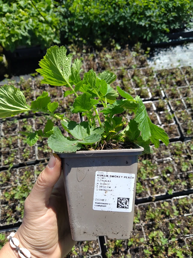 Nelkenwurz Smokey Peach - 12. 8. 2026