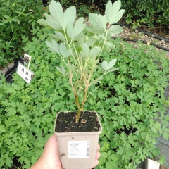 Planta K9