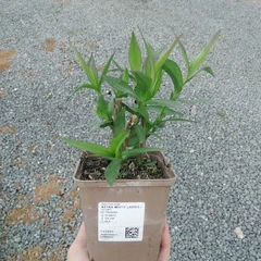 Plantón