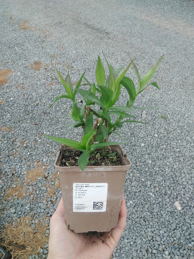 Aster White Ladies - 21. 7. 2026