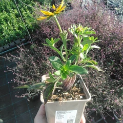 Seedling