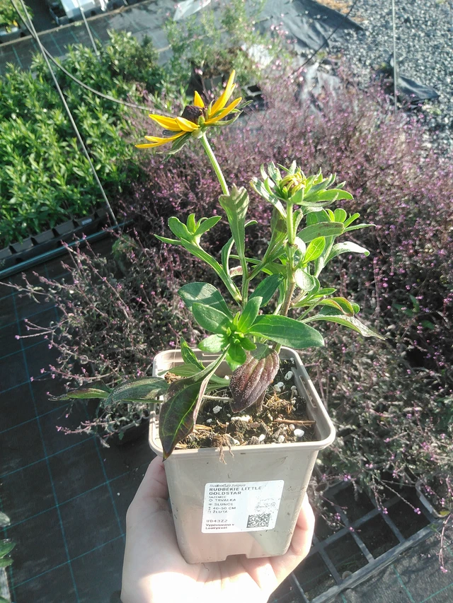 Rudbeckia Little Goldstar - 22. 7. 2026