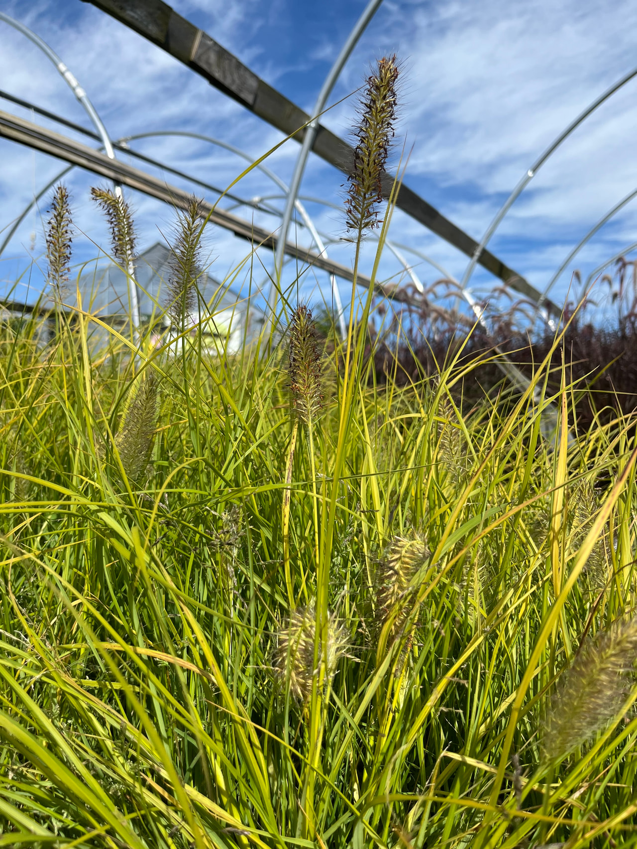 Pennisetum Hameln Gold, Loukykvět