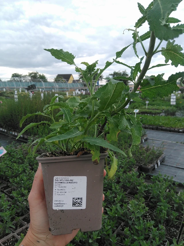 Salvia nemorosa Schwellenburg - 21. 7. 2026