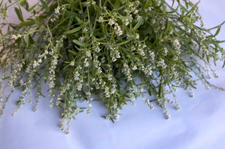 Cress