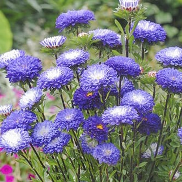 Aster chiński Matsumoto Blue Tipped White, Loukykvět