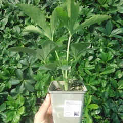 Plant