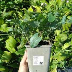 Stor planta