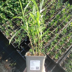 Seedling