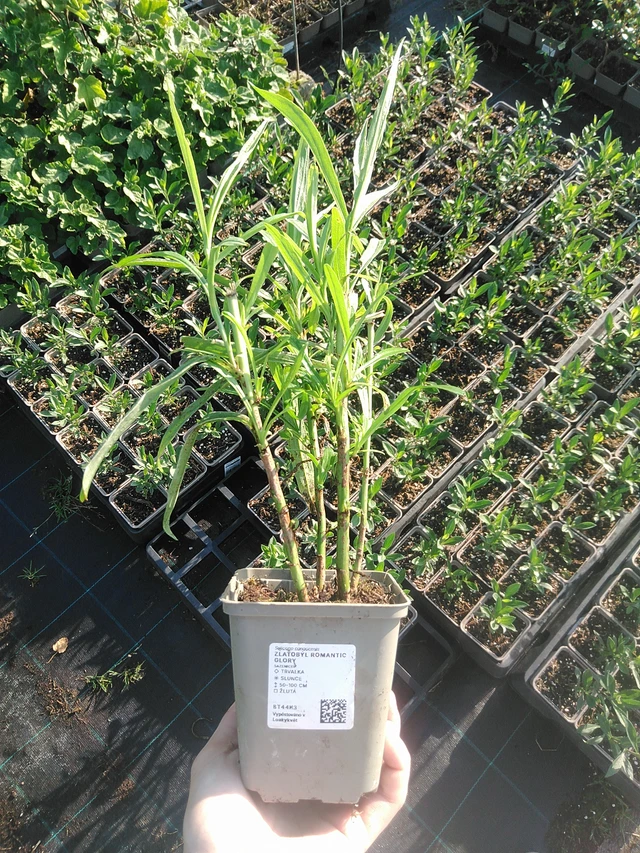 Goldenrod Romantic Glory - 22. 7. 2026