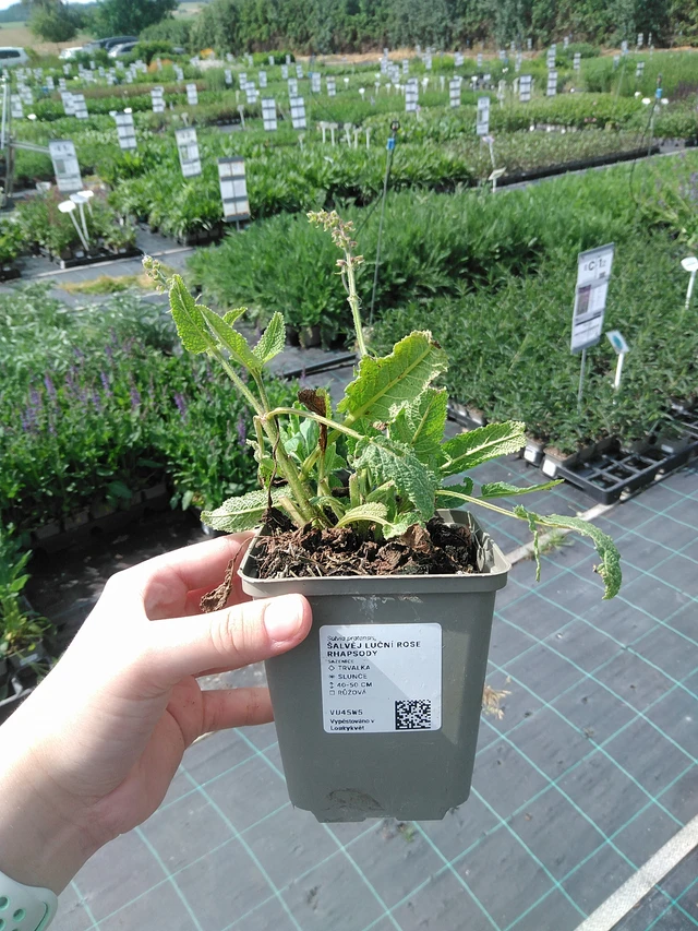 Veldsalie Rose Rhapsody - 2. 6. 2026