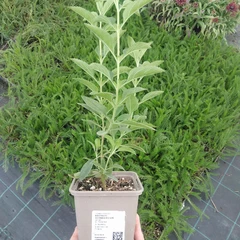 Plantón