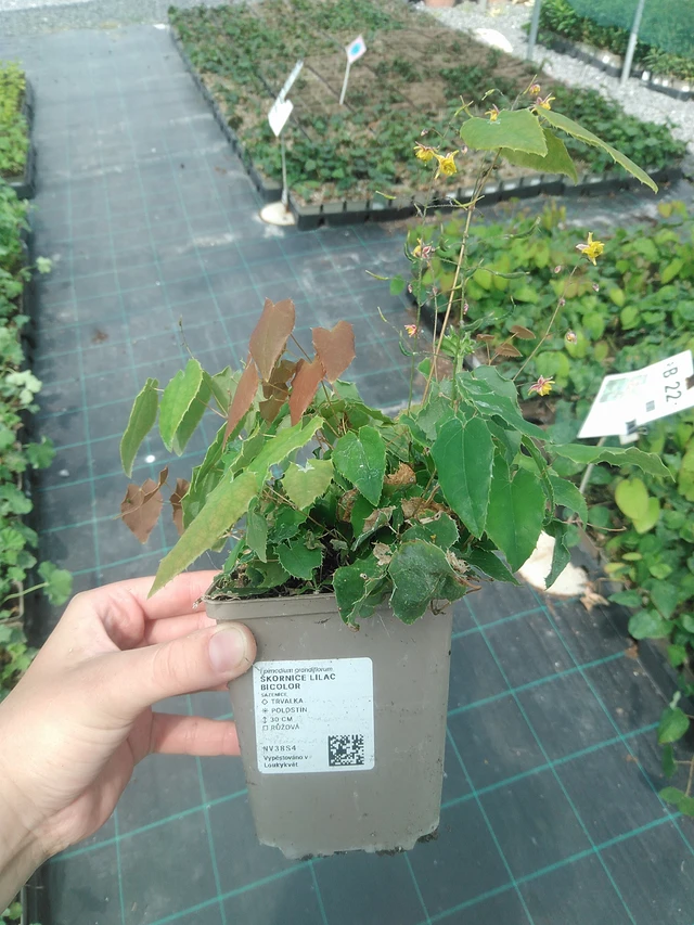 Bispehue Lilac Bicolor - 2. 6. 2026