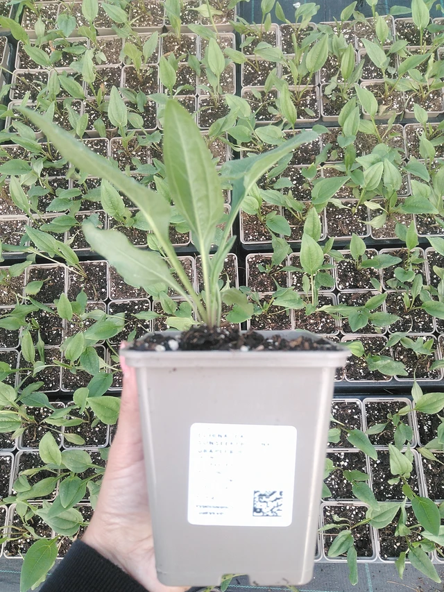 Solhatt SunSeekers Pink Grapefruit - 16. 7. 2026